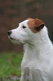 PARSON RUSSEL TERRIER 278